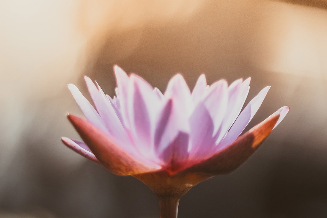 Ayurvedische Heilkunde