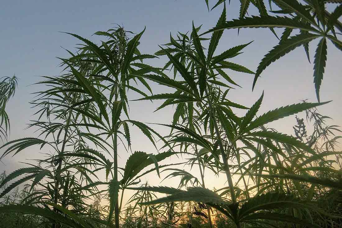 Medizinisches Cannabis