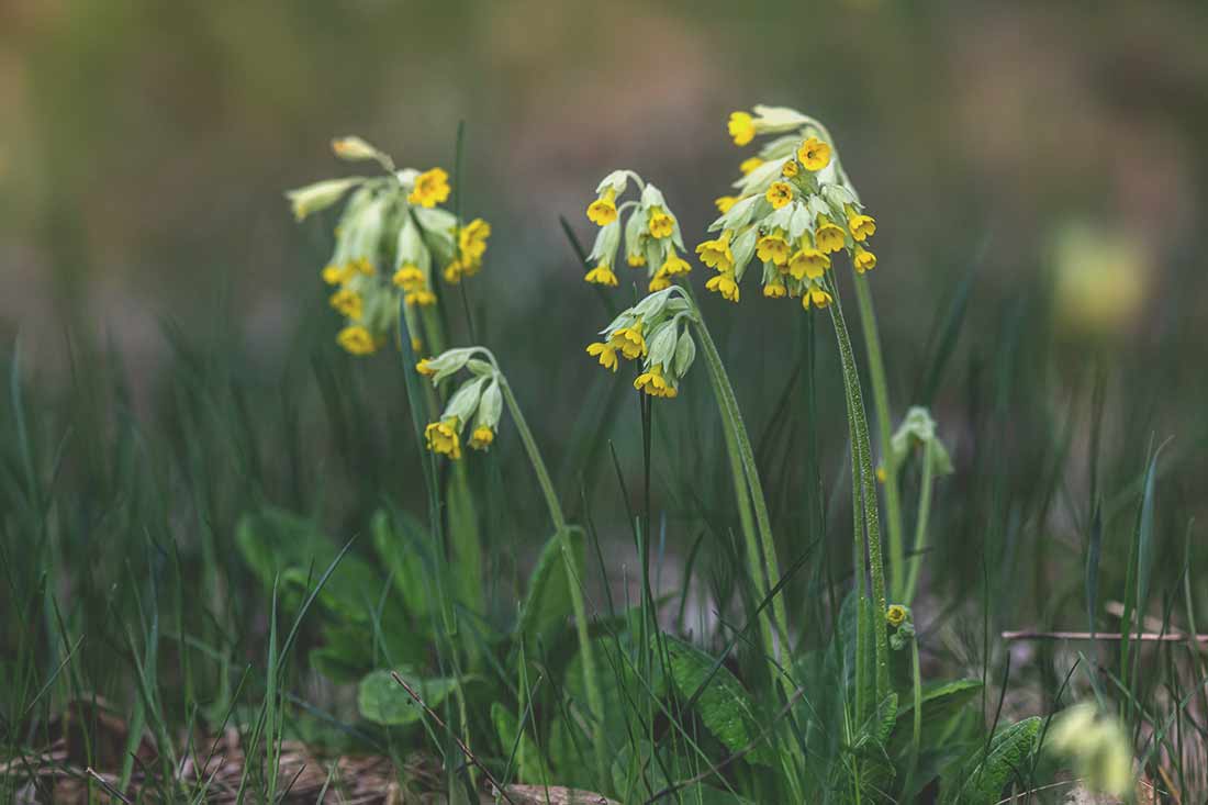 Schlüsselblume