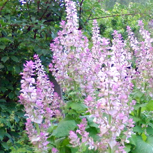 Muskatellersalbei